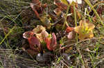 Purple pitcherplant